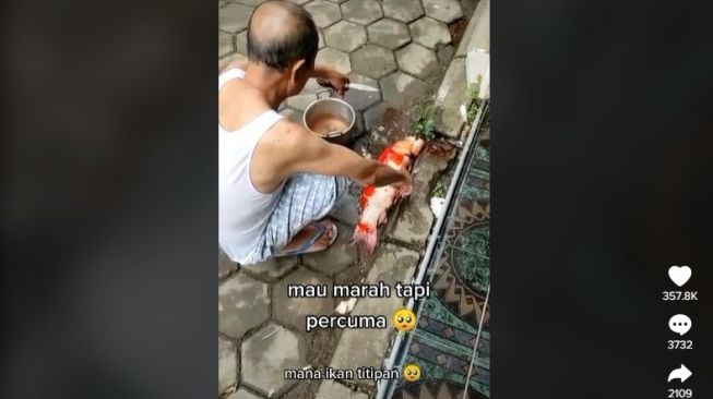 Ikan hias mahal justru dipotong tanpa sepengetahuan pemiliknya. [TikTok]. 