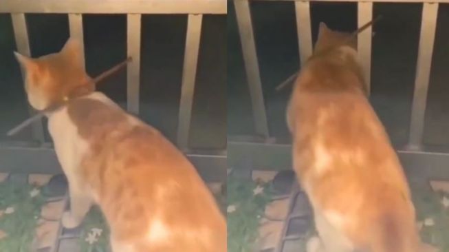 Hobi Keluar Malam, Kucing Ini Dipasangi Kalung Antikabur