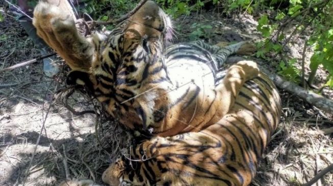 Tiga Harimau Sumatera Mati di Aceh Timur, Aktivis Minta Pelaku Dihukum Berat