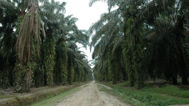 Terus Meningkat, Luas Tanam Kebun Sawit Swadaya di Kalbar Capai 534.767 Hektare
