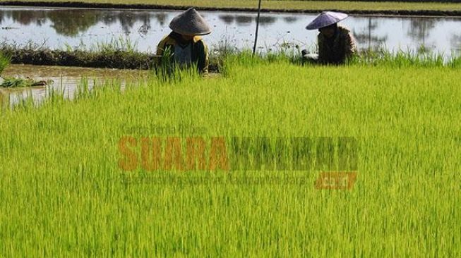 Program Food Estate Peluang untuk Merealisasikan Kemandirian Pangan Indones