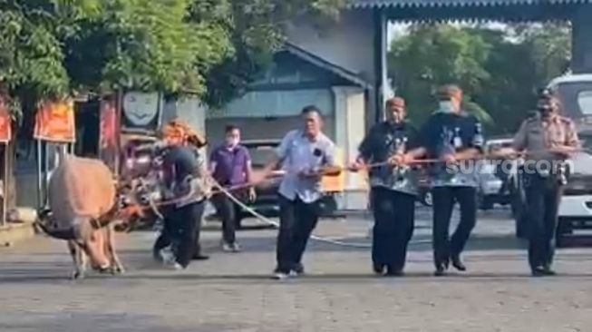 Leher Kerbau Keturunan Kyai Slamet Diikat dan Ditarik Tali, Pegiat Budaya Solo: Ironi Diperlakukan Seperti Itu!