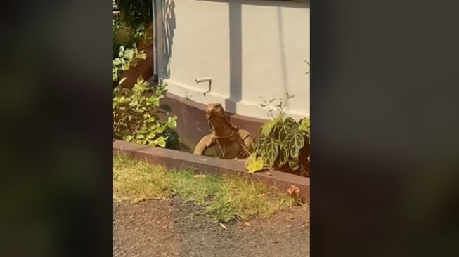 Bukan Anjing Atau Kucing, Warganet Kaget Temukan Biawak di Kompleks Perumahan Ini