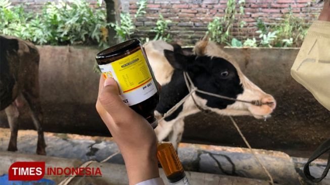 Kota Malang Memulai Vaksinasi Penyakit Mulut dan Kuku Dosis Dua