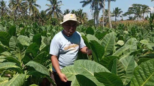 Jika Terus-terusan Diguyur Abu Gunung Raung, Tembakau Petani Jember Bisa Layu