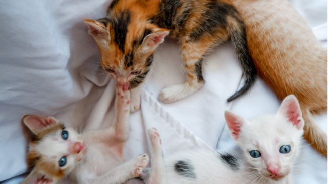 5 Cara Merawat Anak Kucing Tanpa Indukan