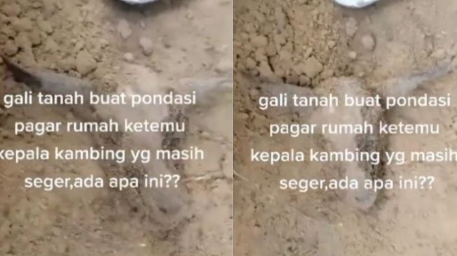 Gali Tanah untuk Pondasi Rumah, Warganet Ini Temukan Kepala Kambing