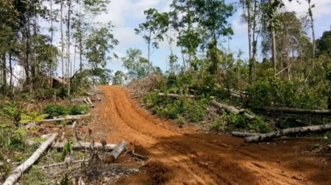 Duh! Hutan Produksi di Mukomuko Bengkulu Diperjualbelikan