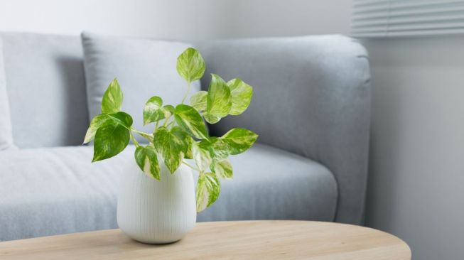 Sirih Gading. (Shutterstock)