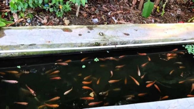 Bak Saluran Air di Jepang, Warga Sapta Marga Semarang Sulap Selokan untuk Memelihara Ikan