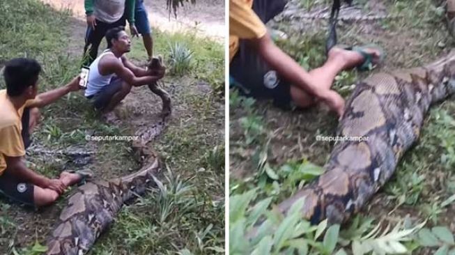 Bikin Merinding, Ular Piton Mangsa Kambing di Kampar Ditangkap Warga