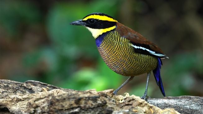 Seekor burung Paok Pancawarna (Javan banded-pitta) jantan bertengger di sebuah dahan pohon di Balai Taman Nasional Bali Barat (TNBB), Jembrana, Bali, Minggu (31/7/2022). [ANTARA FOTO/Budi Candra Setya/ws