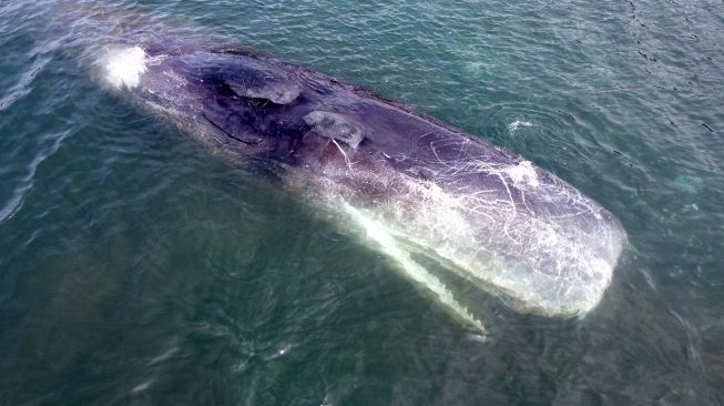 Foto udara seekor Paus Sperma (physeter macrocephalus) mati terdampar di Pantai Warudoyong, Bulusan, Banyuwangi, Jawa Timur, Selasa (2/8/2022).  ANTARA FOTO/Budi Candra Setya