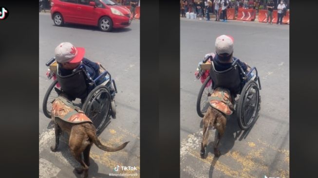 Netizen Terharu, Seekor Anjing Bantu Dorong Kursi Roda Majikan yang Difabel Saat Menyebrang