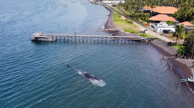 Foto udara seekor Paus Sperma (physeter macrocephalus) mati terdampar di Pantai Warudoyong, Bulusan, Banyuwangi, Jawa Timur, Selasa (2/8/2022).  ANTARA FOTO/Budi Candra Setya