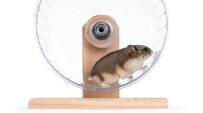 3 Hal yang Perlu Diperhatikan saat Memutuskan Pelihara Hamster