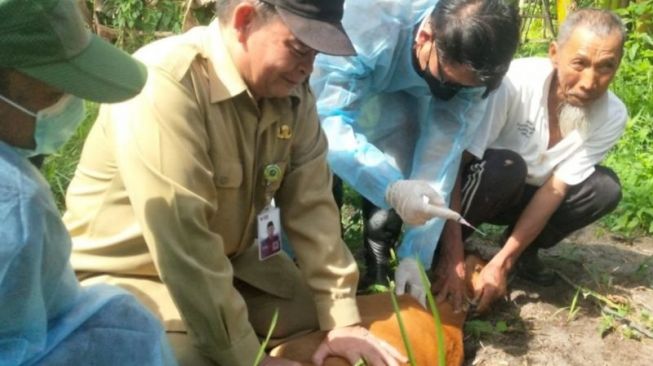 Bintan Mulai Vaksinasi PMK untuk Hewan Ternak