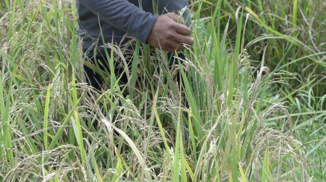 Petani di Maros Bisa Panen Padi 8 Ton Berkat Mandiri Benih