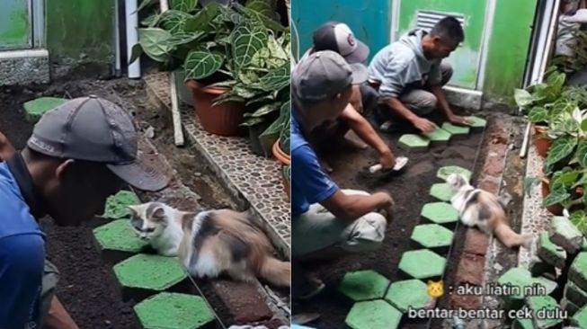 Gemas Banget, Tukang Pasang Paving Ini Kerja Diawasi Kucing Si Pemilik Rumah