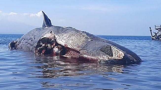 Petugas Kesulitan Evakuasi dan Kubur Bangkai Paus Sperma yang Mulai Membusuk