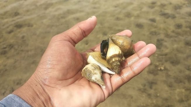 Gonggong, Biota Laut Khas Kepri Kini di Ambang Kepunahan