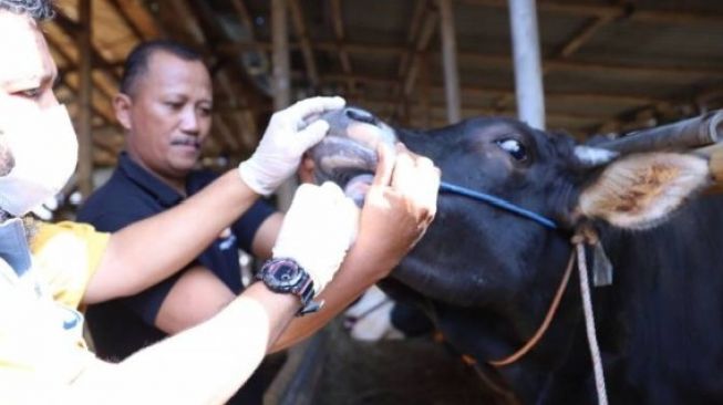 Tekan Penyebaran PMK, DPKP Tangerang Genjot Vaksinasi Tahap Dua