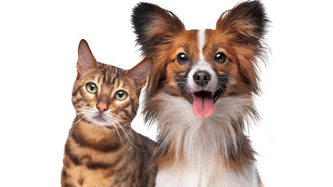 Bulu Hingga Dander Anjing dan Kucing Bisa Sebabkan Alergi, Begini Cara Mengatasi Risikonya