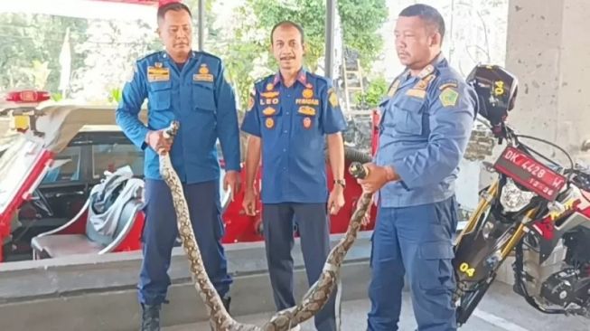 Pagi-Pagi Kemasukan Ular Piton 3 Meter, Ayam Warga Jembrana Jadi Mangsa