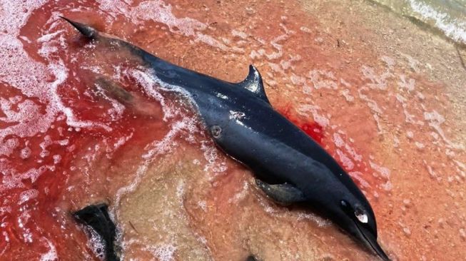 Lumba-lumba Spinner Ditemukan Mati di Gili Air NTB