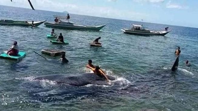 Warga mengelilingi ikan paus yang tiba-tiba muncul di pantai Babalaikang, Kecamatan Kajang, Kabupaten Bulukumba, Sulawesi Selatan, Rabu 3 Agustus 2022 [SuaraSulsel.id/Istimewa]