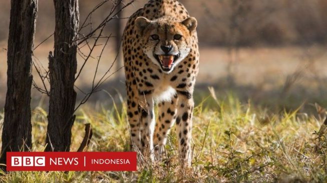 Mengapa Sekelompok Citah Kini Justru Didatangkan Lagi dari Afrika?