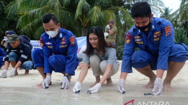 Polda Babel dan BKSDA Lepasliar 400 Tukik di Pulau Ketawai