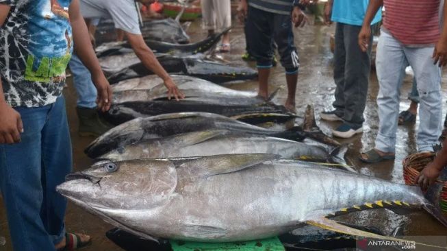 Sumbar Ekspor 20 Ton Ikan Tuna Beku ke Amerika Serikat pada Juli 2022