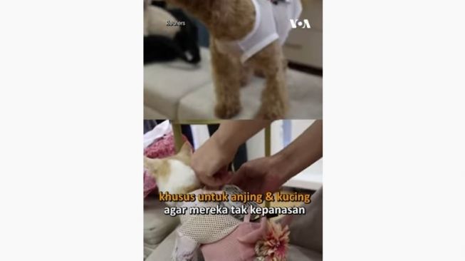 Dihantam Cuaca Panas, Tokyo Jual Baju Berkipas Untuk Anjing dan Kucing