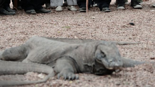 Jusuf Kalla Prihatin dengan Situasi di Labuan Bajo Dan Pulau Komodo Akibat Tarif Baru