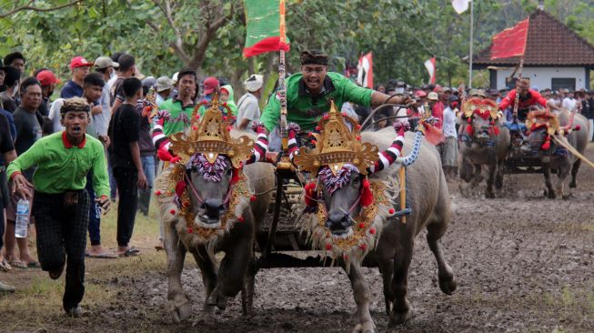 Melihat Tradisi Balap Kerbau Makepung di Jembrana Bali