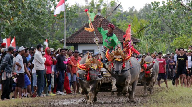 Peserta memacu kerbau saat mengikuti tradisi Makepung di Jembrana, Bali, Minggu (7/8/2022). [ANTARA FOTO/Nyoman Hendra Wibowo/nym]