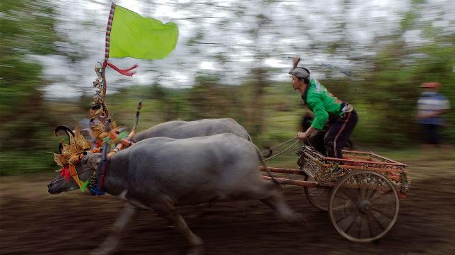 Peserta memacu kerbau saat mengikuti tradisi Makepung di Jembrana, Bali, Minggu (7/8/2022). [ANTARA FOTO/Nyoman Hendra Wibowo/nym]