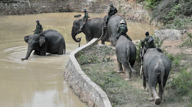 Lima mahout (pawang) menunggangi gajah Sumatera (Elephas maximus sumatranus) jinak di Pusat Informasi Konservasi Gajah (PIKG) Tebo, Muara Sekalo, Sumay, Jambi, Sabtu (6/8/2022). [ANTARA FOTO/Wahdi Septiawan/rwa]