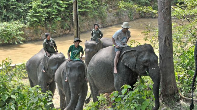 Mahout (pawang) menunggangi gajah Sumatera (Elephas maximus sumatranus) jinak di Pusat Informasi Konservasi Gajah (PIKG) Tebo, Muara Sekalo, Sumay, Jambi, Sabtu (6/8/2022). [ANTARA FOTO/Wahdi Septiawan/rwa]