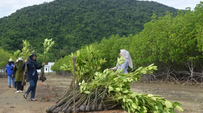 Mahasiswa peduli lingkungan bekerjasama dengan Forum Pintar Untuk Lingkungan Sekitar (RUMPUT LIAR) menanam bibit mangrove di Desa Lambadek, kabupaten Aceh Besar, Aceh, Minggu (7/8/2022). [ANTARA FOTO/Ampelsa/foc]