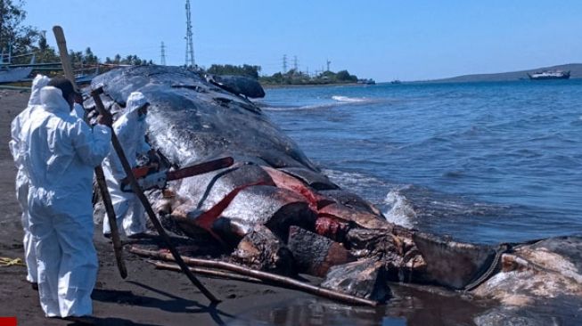 Setelah Susah Payah, Bangkai Paus Sperma Dipotong-potong Dulu Baru Dikubur