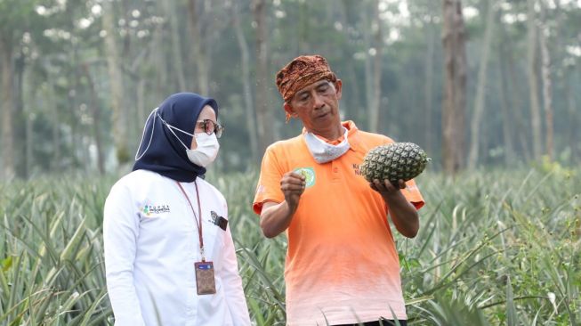 Pupuk Indonesia Buat Petani Nanas Naik Kelas