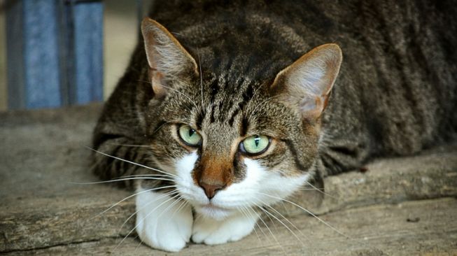 Enam Kucing Ditemukan Tewas Ditembak di Sesko TNI, Pelakunya Ternyata Jenderal
