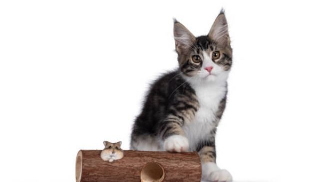 Ilustrasi kucing dan hamster.[Pixabay/Nynke van Holten]