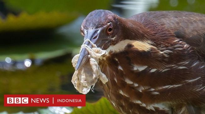 Burung Terbelit Sampah Plastik dan Masker Medis Bekas