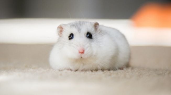 Enggak Cuma Gemas, Ini 5 Kelebihan Memelihara Hamster