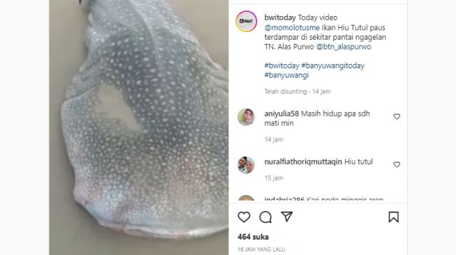 Usai Paus Sperma, Kini Ikan Hiu Tutul Ditemukan Terdampar di Pantai Ngagelan Banyuwangi