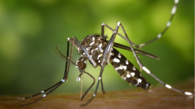 Sembilan Tahun Gunungkidul Tanpa Malaria, Nyamuk Anopheles kembali Ditemukan, Begini Penanganan Pemkab