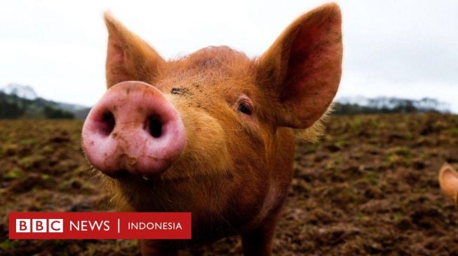 Organ Babi Bisa Dihidupkan Kembali Usai Beberapa Jam Mati